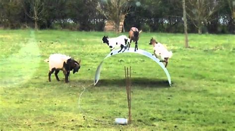 WATCH: Goats Play On Metal Sheet, Make Our Day